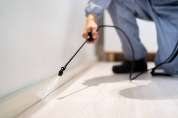 Licensed Wasp Removal service in Glenwood Springs, CO - Show Me Pest Control
