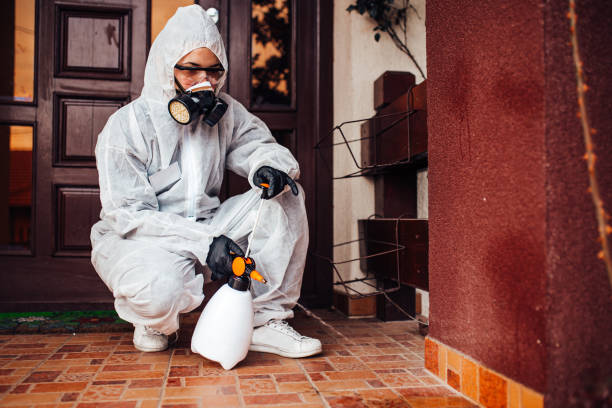 Reliable Wasp Removal contractor in Glenwood Springs, CO by Show Me Pest Control